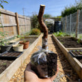 Guava Tree Sapling | Live Fruit Plant for Potted, Greenhouse & Outdoor Gardens | Easy to Grow, Fast Fruiting, Ideal for Home Gardeners & Fruit Tree Enthusiasts