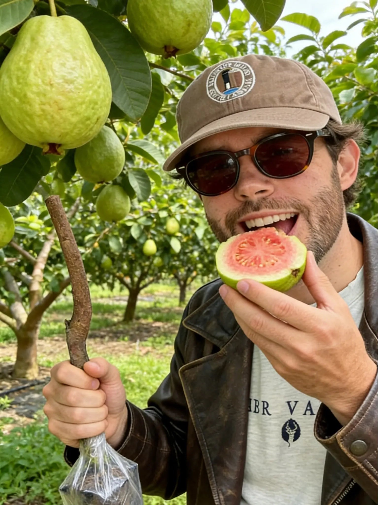 Guava Tree Sapling | Live Fruit Plant for Potted, Greenhouse & Outdoor Gardens | Easy to Grow, Fast Fruiting, Ideal for Home Gardeners & Fruit Tree Enthusiasts