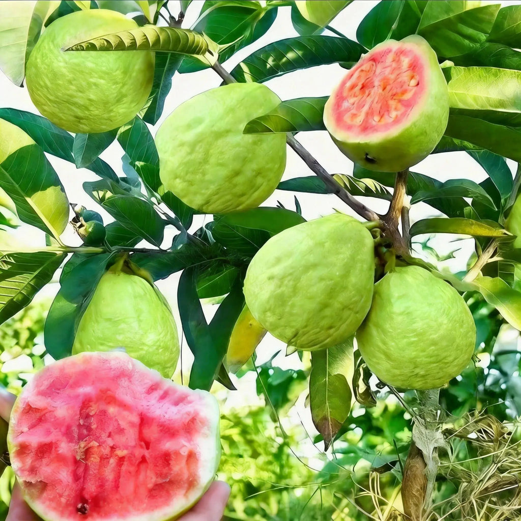 Guava Tree Sapling | Live Fruit Plant for Potted, Greenhouse & Outdoor Gardens | Easy to Grow, Fast Fruiting, Ideal for Home Gardeners & Fruit Tree Enthusiasts